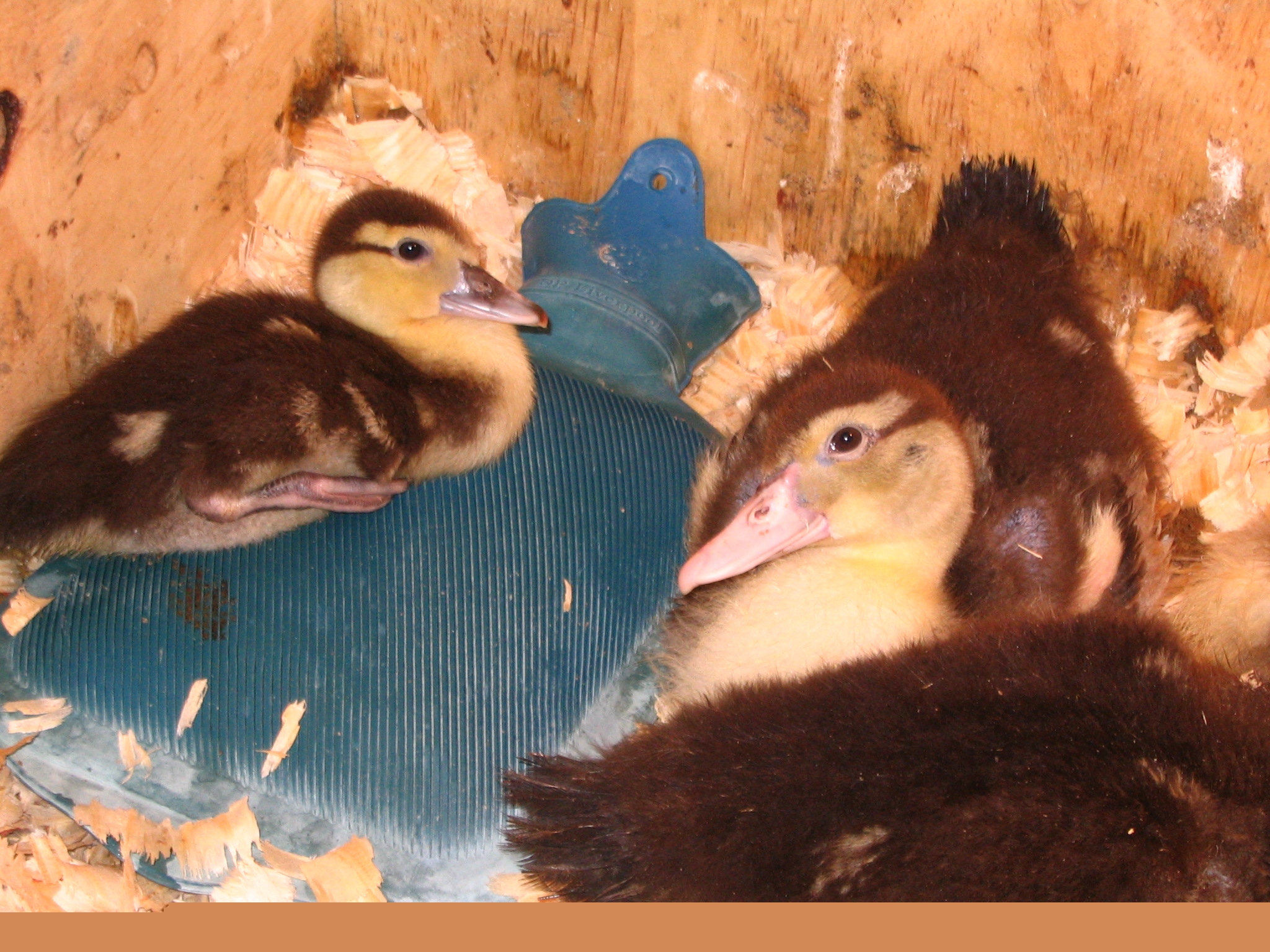 Muscovey ducklings.JPG